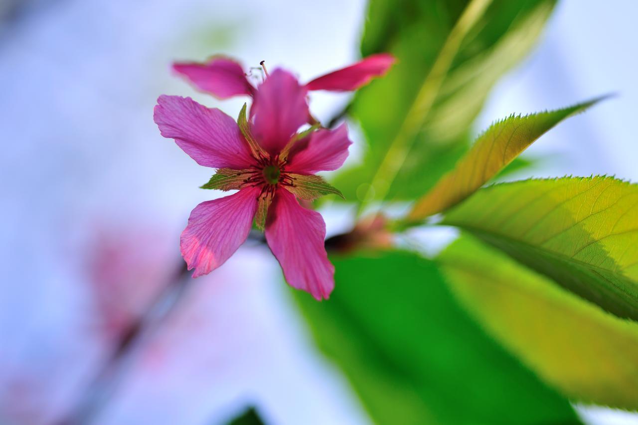 Flower Free花自在 Zhuolan Ngoại thất bức ảnh