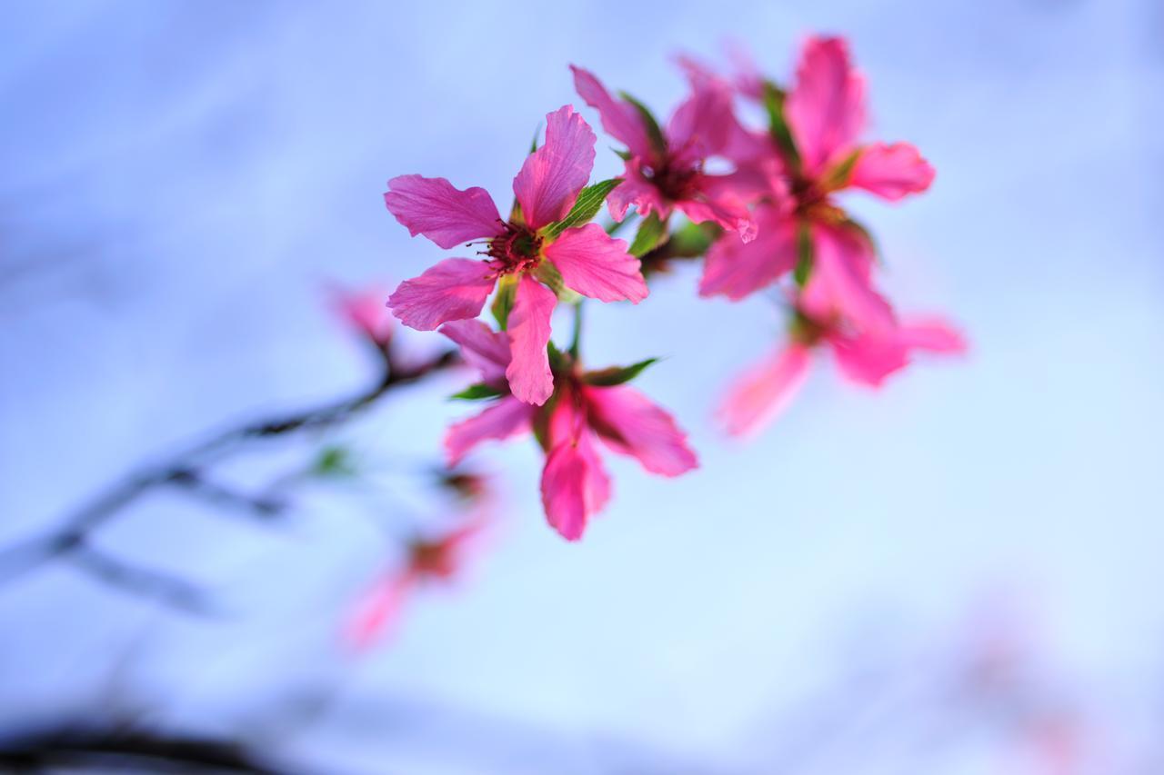 Flower Free花自在 Zhuolan Ngoại thất bức ảnh